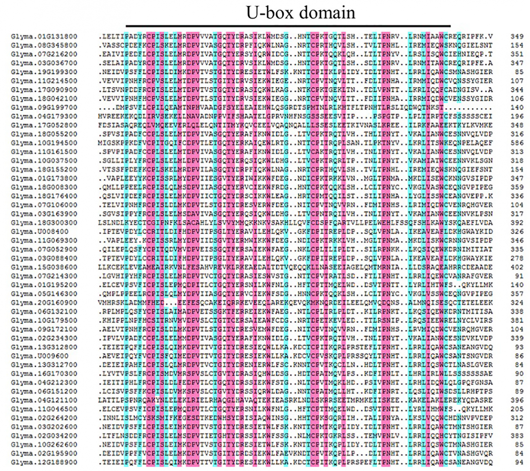 IJMS  Free Full-Text  Functional Characterization of
