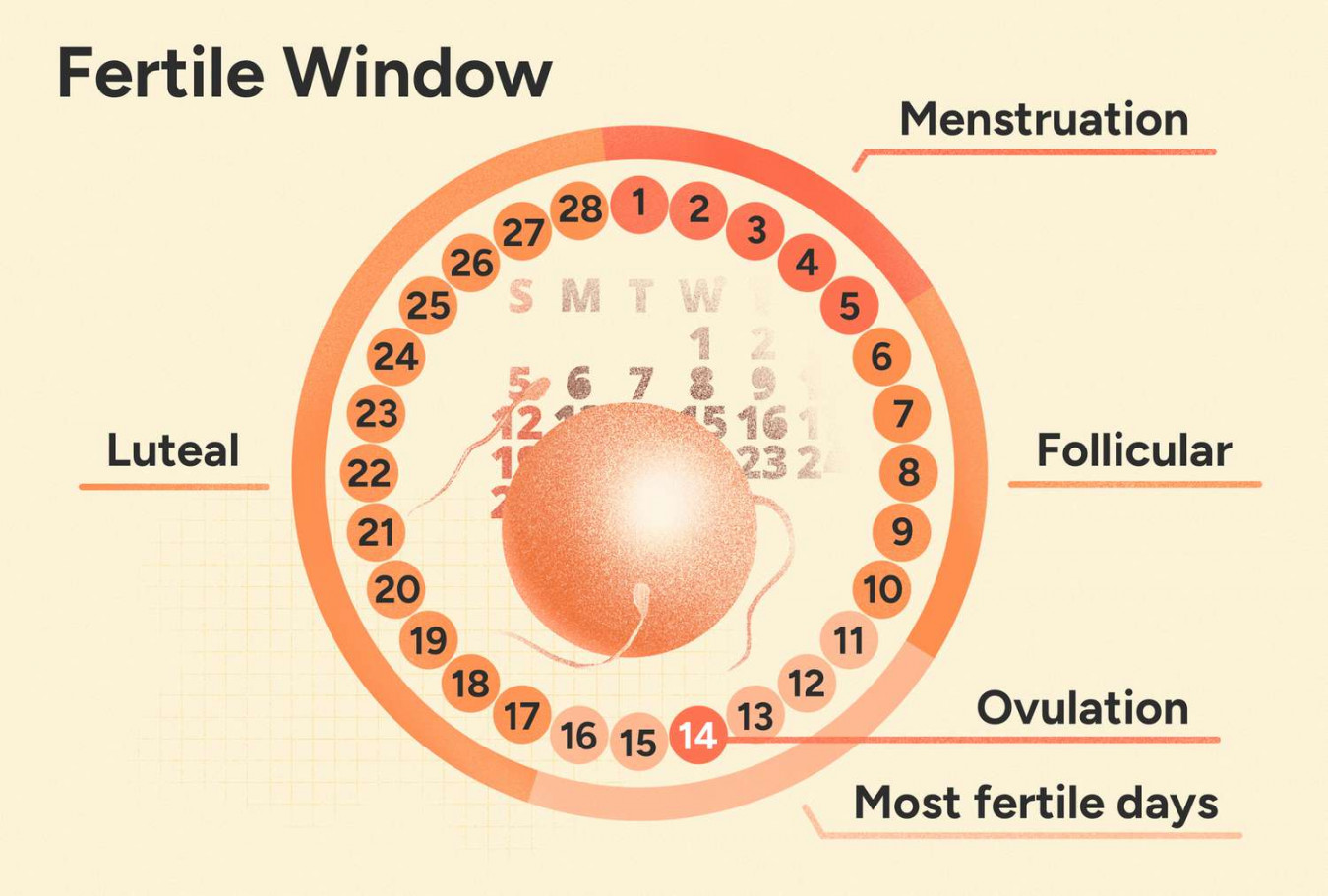 Ovulation Calculator: Track Your Fertile Days